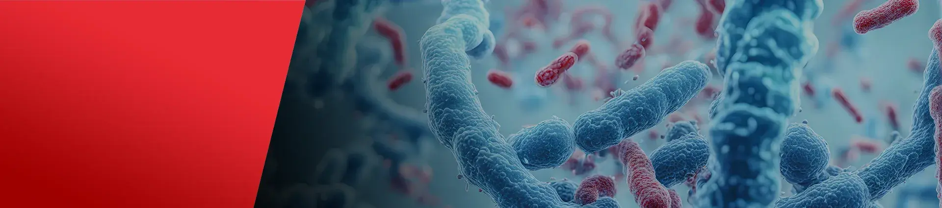 Antimicrobial coatings and paints